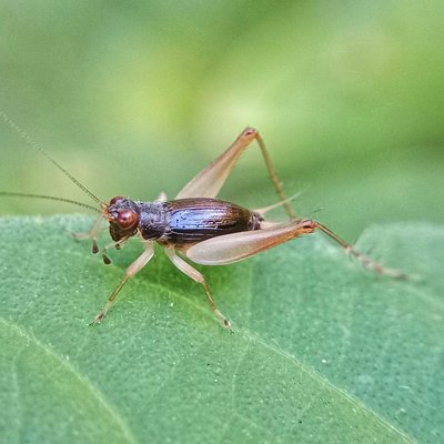 xenogryllus