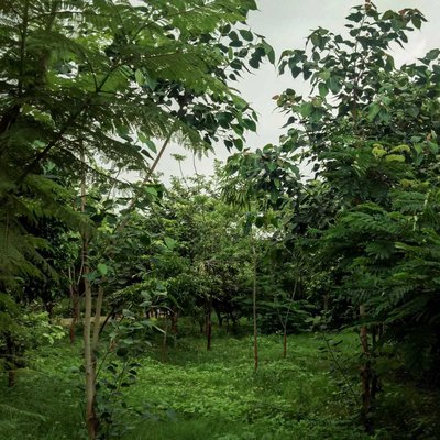 Nature💚