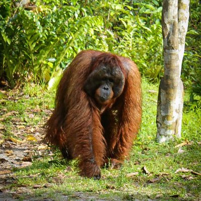 Orangutan
