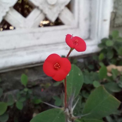 Euphorbia geroldii