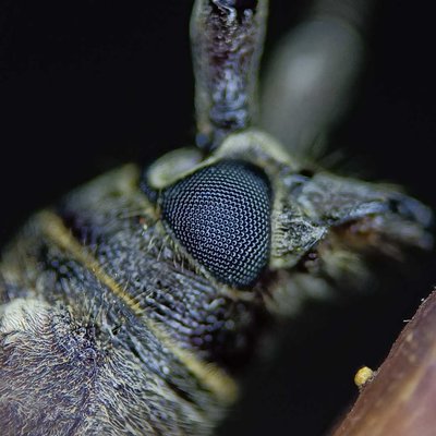Close up of long horned beetle