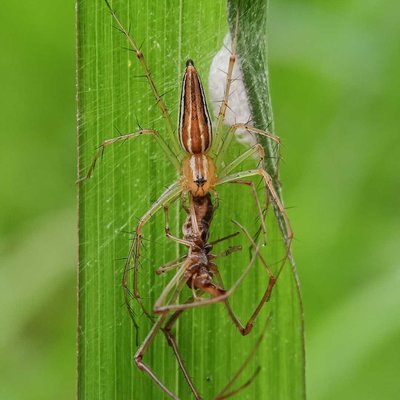 Oxyopes salticus