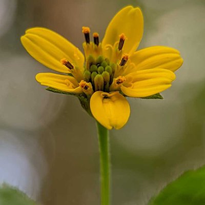 Chrysogonum virginianum