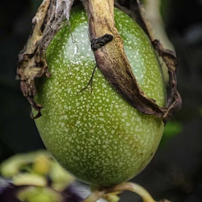 Buah Markisa