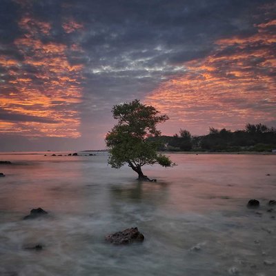 pohon galau