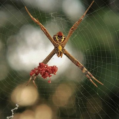 signature spider 