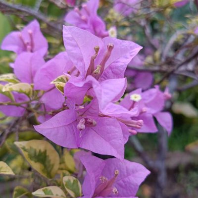 bunga Bougenville