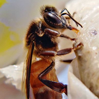 Bee