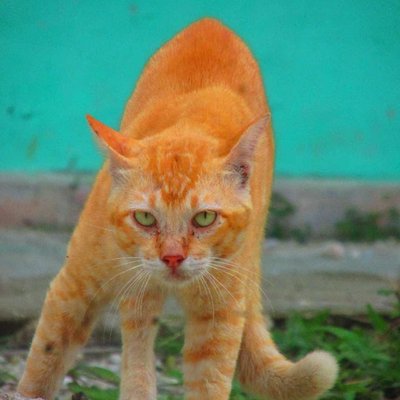 kucing oyen 