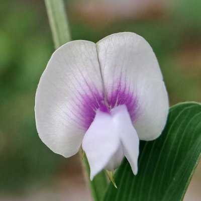 Macrotyloma
