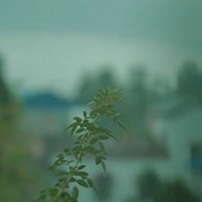 🌿 rain and leaves 🌿