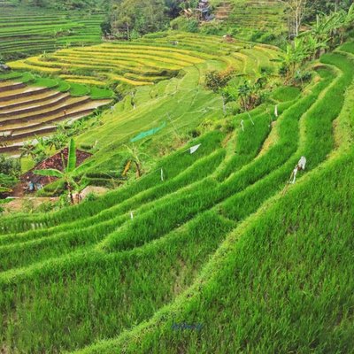 pemandangan persawahan di Gartenhutte cafe 