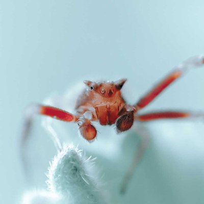Thomisus spider 