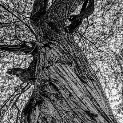 That interesting tree