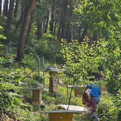 토종벌 양봉 농장 Native Bee farm