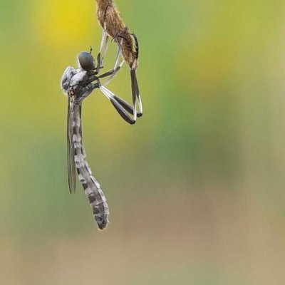Leptogaster