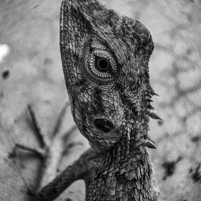 Chameleon 