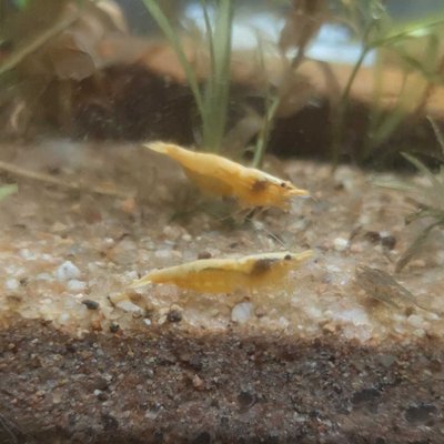 Planted Aquarium 