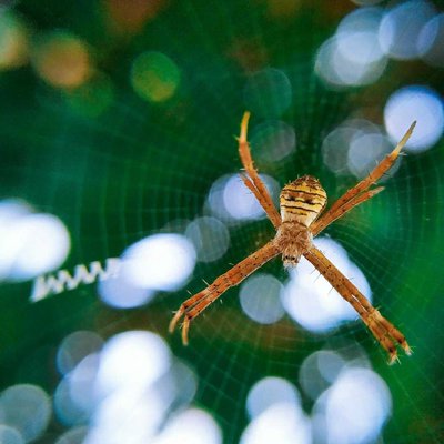 spider๐ท