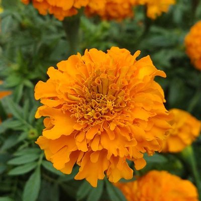 Orange Marigold 
