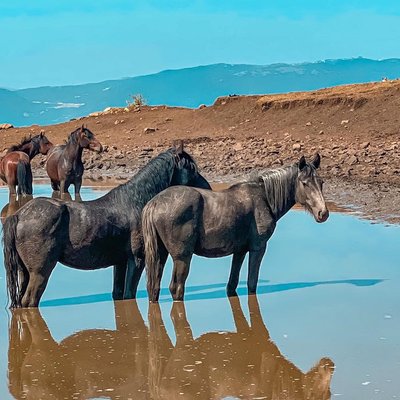 Wild horses in Livno