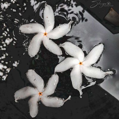 Crape jasmine Flower photography. 