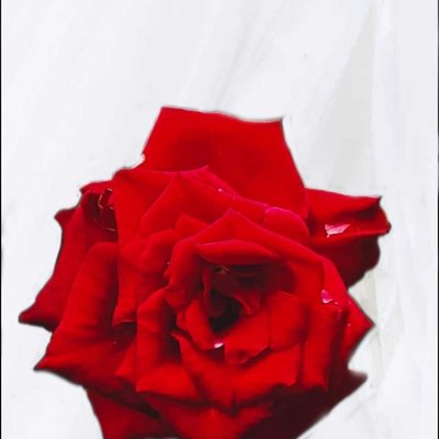 mawar merah