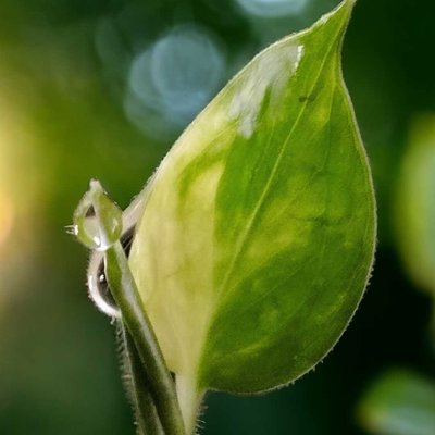 sepucuk daun muda