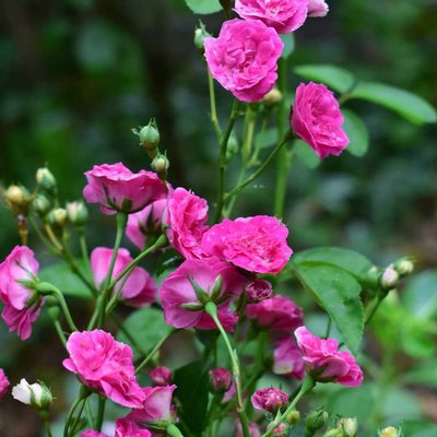 The earth laughs in flowers. 