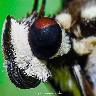 Photo Macro