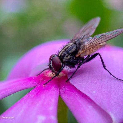 Housefly 