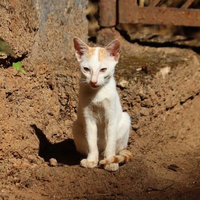 Cute Lil Kitty