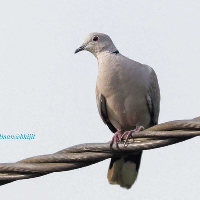 Birds World