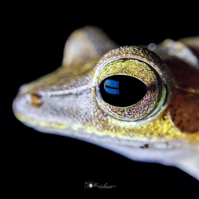 Western tree frog's Eye 🐸