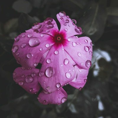 Periwinkle flower. 