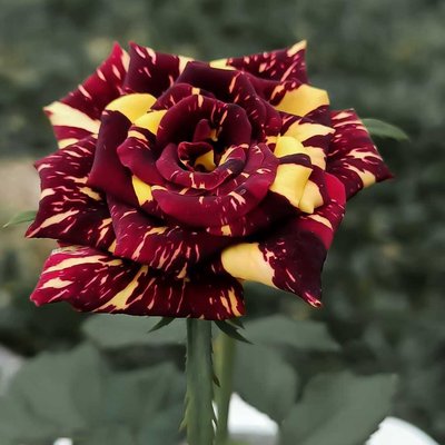 Tanaman Mawar Batik Kuning (Yellow Striped Rose)
