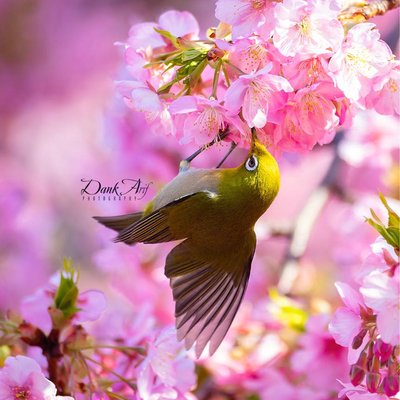 Mountain White-eye and Pinky Sakura Japan