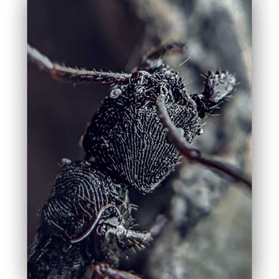 PONERINAE