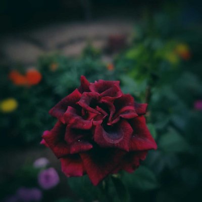 Rose 