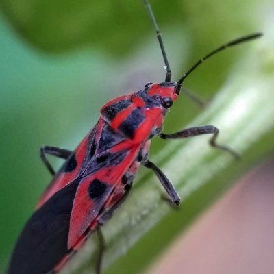 Spilostethus Saxatilis