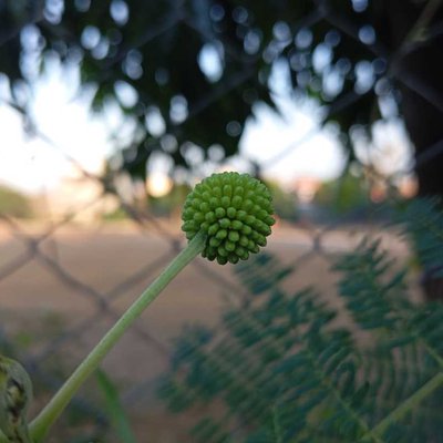 lamtoro