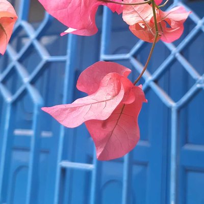 Colours