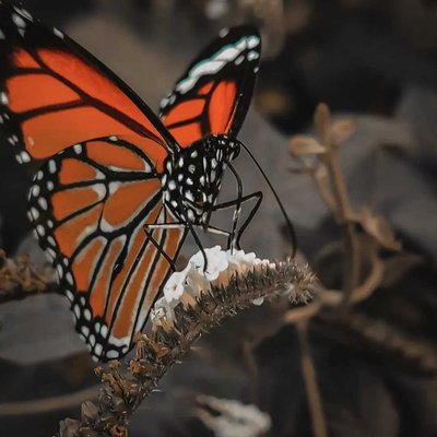 Butterfly 🦋