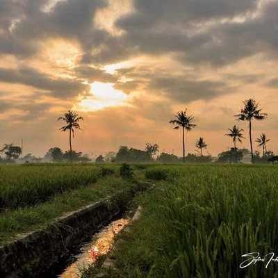 Sawah pedesaan