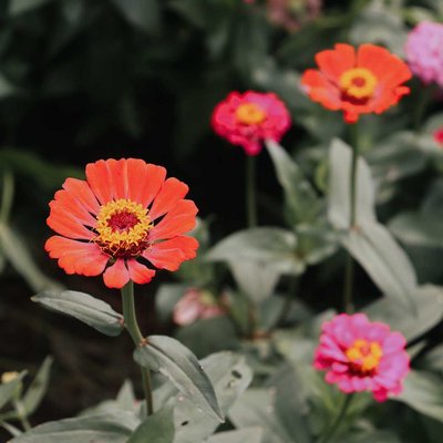 ZINNIA