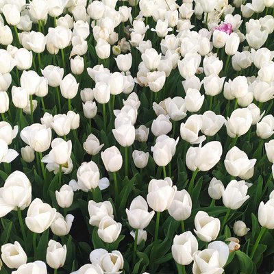 my fav Tulips