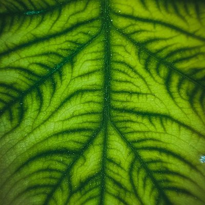 LEAF LIFE 
