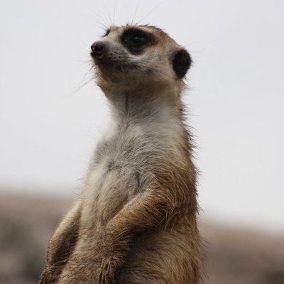 Suricatas / Meerkats