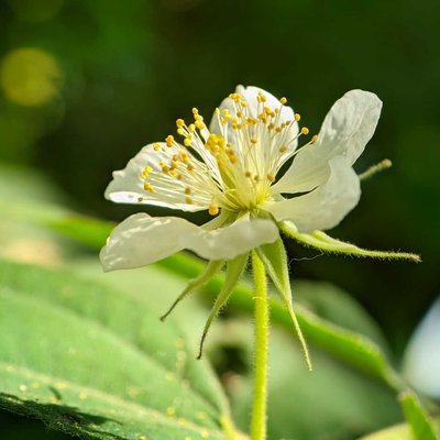 bunga kersen 