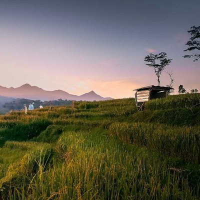Sawah